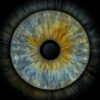 1 iris - UNO – Image 4