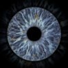 1 iris - UNO