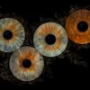 5 iris - QUINTET – Image 2