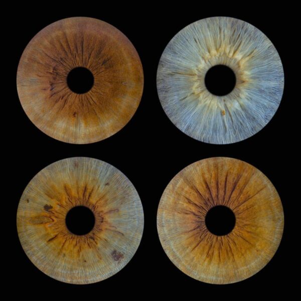 4 iris - QUATUOR – Image 5