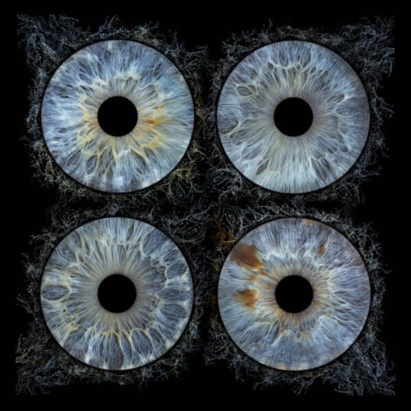 4 iris - QUATUOR