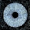 5 iris - QUINTET – Image 8