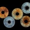 5 iris - QUINTET – Image 4