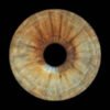 5 iris - QUINTET – Image 7