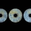 5 iris - QUINTET – Image 6