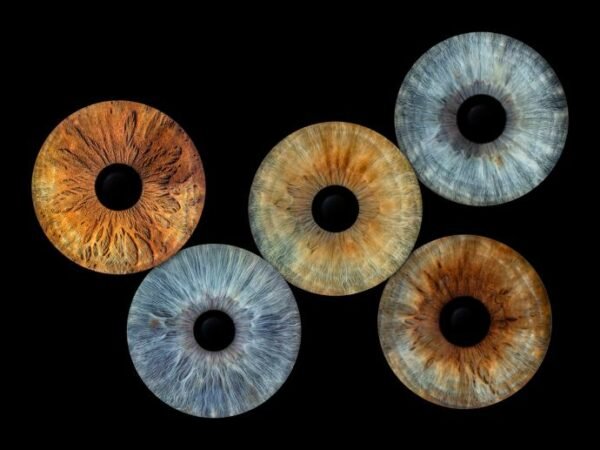 5 iris - QUINTET – Image 4