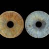 5 iris - QUINTET – Image 3