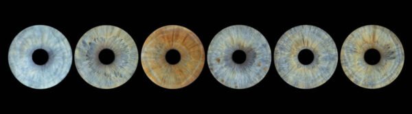 6 iris et plus