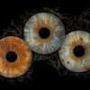 3 iris - TRIO – Image 7