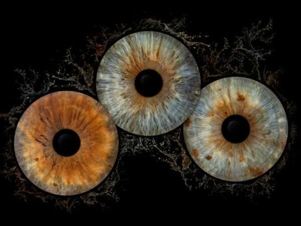 3 iris - TRIO – Image 7