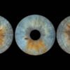 3 iris - TRIO – Image 6