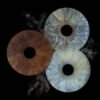 3 iris - TRIO