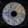 3 iris - TRIO – Image 4