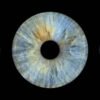 3 iris - TRIO – Image 2